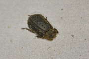 Thumbnail 397088 A