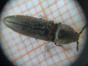 Thumbnail 397096 B