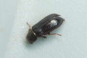 Thumbnail 397097 B