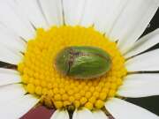 Thumbnail 397107 B