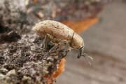 Thumbnail 397145 B
