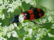 Thumbnail 397272 A