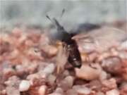 Thumbnail 397274 B