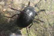 Thumbnail 397276 A