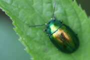 Thumbnail 397310 A