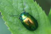 Thumbnail 397310 B