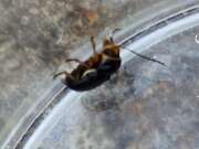 Thumbnail 397311 B