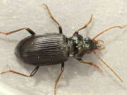 Thumbnail 397403 A