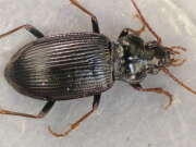 Thumbnail 397403 B