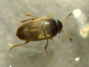 Thumbnail 397409 B