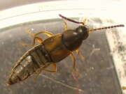 Thumbnail 397410 B