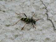 Thumbnail 397442 B