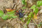 Thumbnail 397463 A