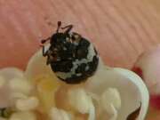 Thumbnail 397501 A
