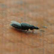 Thumbnail 397542 A