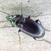 Thumbnail 397589 B