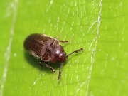 Thumbnail 397601 B
