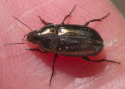 Thumbnail 397612 B