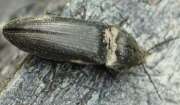 Thumbnail 397671 A