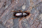 Thumbnail 397730 B