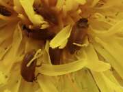 Thumbnail 397747 B
