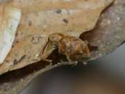 Thumbnail 397792 B