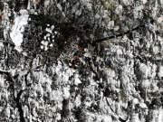 Thumbnail 397825 A