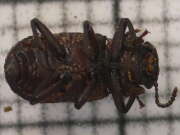Thumbnail 397903 B