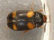 Thumbnail 397904 B