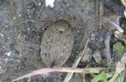 Thumbnail 397952 A