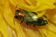 Thumbnail 397982 A