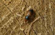Thumbnail 398046 A