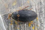 Thumbnail 398048 A