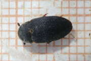 Thumbnail 398048 B