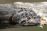 Thumbnail 398061 A