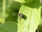 Thumbnail 398062 B