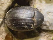 Thumbnail 398156 B