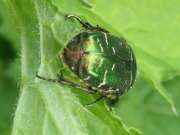 Thumbnail 398163 B