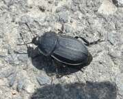 Thumbnail 398166 A