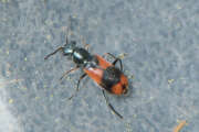 Thumbnail 398189 B