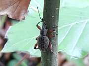 Thumbnail 398301 B