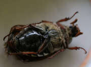 Thumbnail 398310 B
