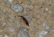 Thumbnail 398345 B