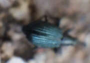 Thumbnail 398355 B