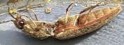 Thumbnail 398706 B