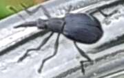 Thumbnail 398736 A