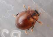 Thumbnail 399036 A