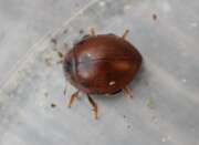 Thumbnail 399036 B