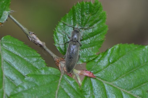 Userfoto