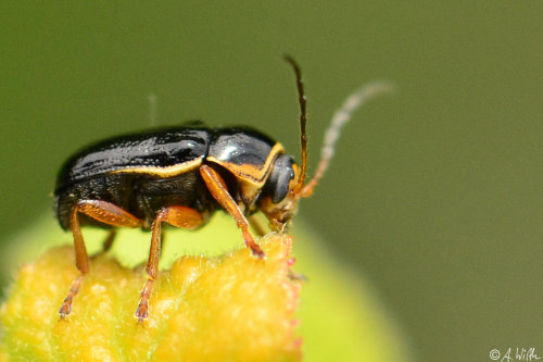 Userfoto